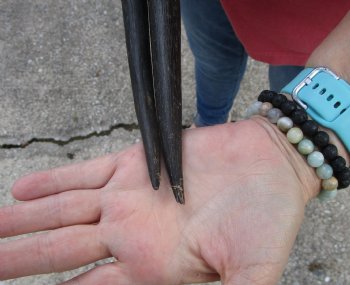 2 Large Gemsbok, Oryx Horns 34-3/4 and 35-1/4 inches for $33 each