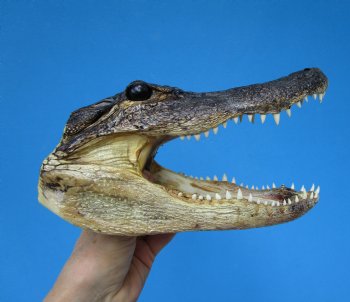 8-3/4 American Alligator Head from 5 foot Gator - Buy this one for $19.99