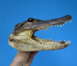 8-3/4 American Alligator Head from 5 foot Gator - Buy this one for $19.99