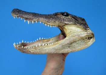 8-3/4 American Alligator Head from 5 foot Gator - Buy this one for $19.99