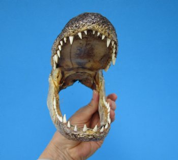 8-3/4 American Alligator Head from 5 foot Gator - Buy this one for $19.99