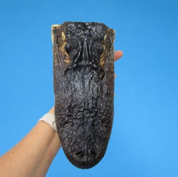 8-3/4 American Alligator Head from 5 foot Gator - Buy this one for $19.99