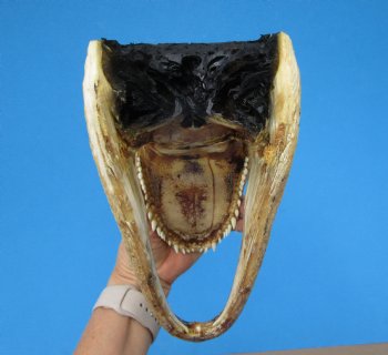 8-3/4 American Alligator Head from 5 foot Gator - Buy this one for $19.99
