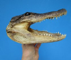8-3/4 American Alligator Head from 5 foot Gator - Buy this one for $19.99