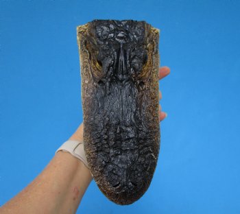 8-3/4 American Alligator Head from 5 foot Gator - Buy this one for $19.99