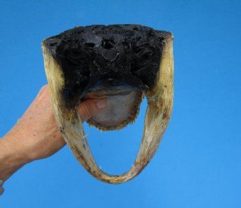 8-3/4 American Alligator Head from 5 foot Gator - Buy this one for $19.99