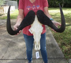 19-1/2 inches wide Black Wildebeest Skull, White-Tailed Gnu for $114.99 <font color=red> SALE $94.99</font>