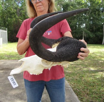 19-1/2 inches wide Black Wildebeest Skull, White-Tailed Gnu for $114.99 <font color=red> SALE $94.99</font>