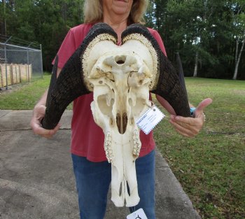 19-1/2 inches wide Black Wildebeest Skull, White-Tailed Gnu for $114.99 <font color=red> SALE $94.99</font>