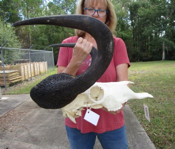 19-1/2 inches wide Black Wildebeest Skull, White-Tailed Gnu for $114.99 <font color=red> SALE $94.99</font>