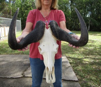 18-1/2 inches wide Black Wildebeest Skull, White-Tailed Gnu for $114.99 <font color=red> SALE $94.99</font>