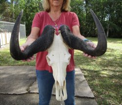 18-1/2 inches wide Black Wildebeest Skull, White-Tailed Gnu for $114.99 <font color=red> SALE $94.99</font>
