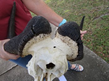 18-1/2 inches wide Black Wildebeest Skull, White-Tailed Gnu for $114.99 <font color=red> SALE $94.99</font>