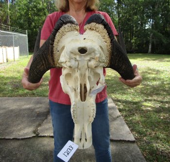 18-1/2 inches wide Black Wildebeest Skull, White-Tailed Gnu for $114.99 <font color=red> SALE $94.99</font>