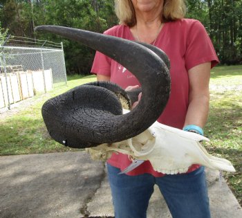 18-1/2 inches wide Black Wildebeest Skull, White-Tailed Gnu for $114.99 <font color=red> SALE $94.99</font>