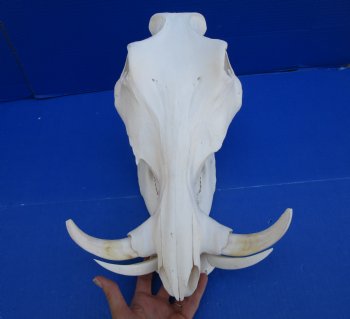 14 inches Large Warthog Skull with 7-1/4 inches Ivory Tusks - Buy this one for $144.99