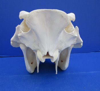 14 inches Large Warthog Skull with 7-1/4 inches Ivory Tusks - Buy this one for $144.99