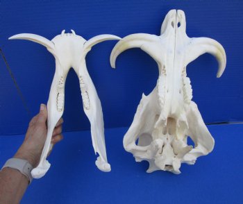 14 inches Large Warthog Skull with 7-1/4 inches Ivory Tusks - Buy this one for $144.99
