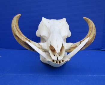 13 inches Large Warthog Skull with 8 and 8-1/2 inches Ivory Tusks - Buy this one for $159.99