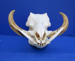 13 inches Large Warthog Skull with 8 and 8-1/2 inches Ivory Tusks - Buy this one for $159.99