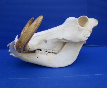 13 inches Large Warthog Skull with 8 and 8-1/2 inches Ivory Tusks - Buy this one for $159.99
