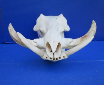 15 inches Extra Large Warthog Skull with 8 inches Ivory Tusks - Buy this one for $179.99