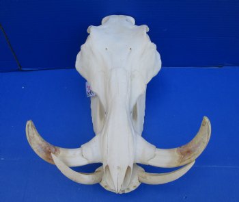 15 inches Extra Large Warthog Skull with 8 inches Ivory Tusks - Buy this one for $179.99