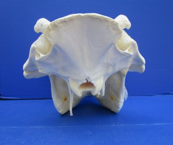 15 inches Extra Large Warthog Skull with 8 inches Ivory Tusks - Buy this one for $179.99