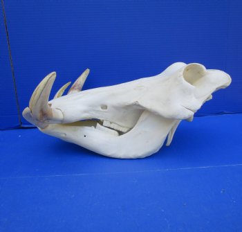 15 inches Extra Large Warthog Skull with 8 inches Ivory Tusks - Buy this one for $179.99