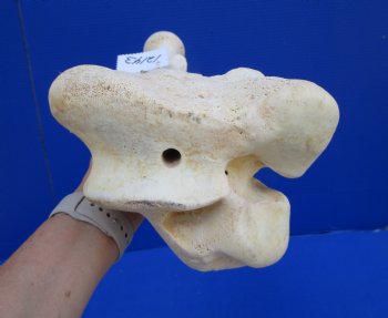 20 x 7-7/8 inches Giraffe Femur Bone from Upper Leg - Buy this one for $69.99