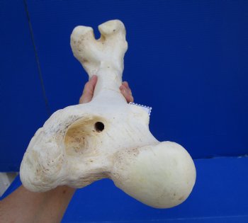 20 x 7-7/8 inches Giraffe Femur Bone from Upper Leg - Buy this one for $69.99