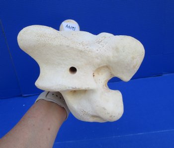 19-3/4 x 8 inches Giraffe Femur Leg Bone- Buy this one for $69.99