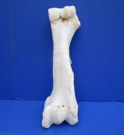 22-3/4 x 7-1/2 inches Authentic Giraffe Humerus Leg Bone (Weighs 15 pounds) - Buy this one for $69.99