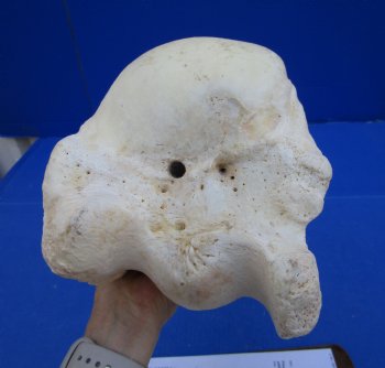 22-3/4 x 7-1/2 inches Authentic Giraffe Humerus Leg Bone (Weighs 15 pounds) - Buy this one for $69.99