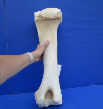 22-1/2 x 8-1/2 inches Authentic Giraffe Humerus Leg Bone (Weighs 13 pounds) - Buy this one for $69.99