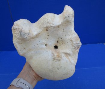 22-1/2 x 8-1/2 inches Authentic Giraffe Humerus Leg Bone (Weighs 13 pounds) - Buy this one for $69.99