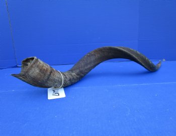 30 inches Kudu Horn (23-1/4 inches straight) - Buy this one for $79.99