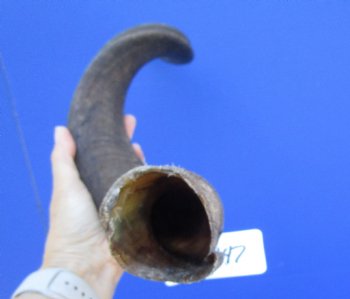 30 inches Kudu Horn (23-1/4 inches straight) - Buy this one for $79.99