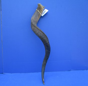 33 inches Kudu Horn (25-1/2 inches straight) - Buy this one for $79.99