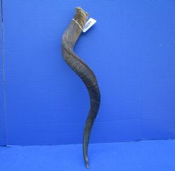 33 inches Kudu Horn (25-1/2 inches straight) - Buy this one for $79.99