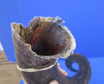 33 inches Kudu Horn (25-1/2 inches straight) - Buy this one for $79.99