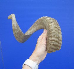 27-1/2 inches Large...