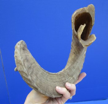 27-1/2 inches Large Merino Sheep, Ram Horn <font color=red> Grade B Quality with Cut and Split</font> - Buy this one for $22.99