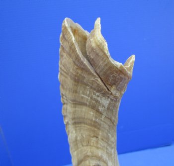 27-1/2 inches Large Merino Sheep, Ram Horn <font color=red> Grade B Quality with Cut and Split</font> - Buy this one for $22.99