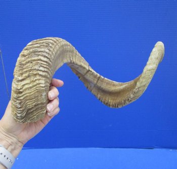 28-3/4 inches Large Merino Sheep, Ram Horn <font color=red> Grade B Quality with Section of Horn Missing</font> - Buy this one for $23.99