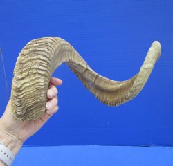 28-3/4 inches Large...