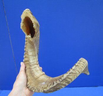 28-3/4 inches Large Merino Sheep, Ram Horn <font color=red> Grade B Quality with Section of Horn Missing</font> - Buy this one for $23.99