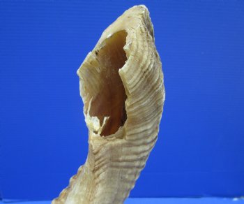 28-3/4 inches Large Merino Sheep, Ram Horn <font color=red> Grade B Quality with Section of Horn Missing</font> - Buy this one for $23.99