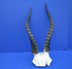 Large 15 and 15-1/4...