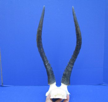 Large 15 and 15-1/4 inches Blesbok Horns on Skull Plate (Cracks on skull plate) - Buy this Grade B one for $34.99
